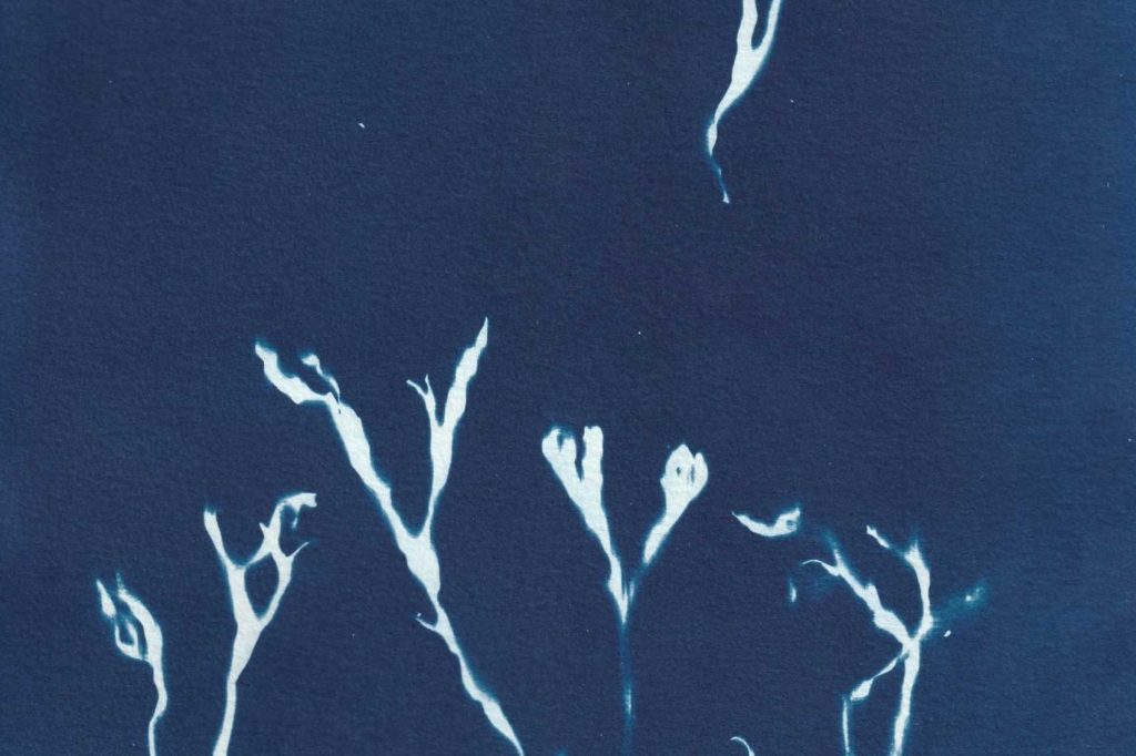 2023-zomervakantie-cyanotype